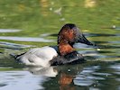 Canvasback (WWT Slimbridge October 2017) - pic by Nigel Key