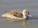 Cape Teal (WWT Slimbridge October 2017) - pic by Nigel Key