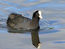 Coot (WWT Slimbridge 05/10/17) ©Nigel Key