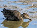 Eurasian Teal (WWT Slimbridge October 2017) - pic by Nigel Key