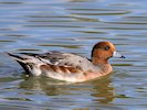 Eurasian Wigeon (WWT Slimbridge 05/10/17) ©Nigel Key