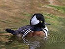 Hooded Merganser (WWT Slimbridge October 2017) - pic by Nigel Key