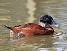 Maccoa (WWT Slimbridge 05/10/17) ©Nigel Key