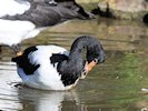 Magpie Goose (WWT Slimbridge October 2017) - pic by Nigel Key