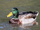 Mallard (WWT Slimbridge 05/10/17) ©Nigel Key