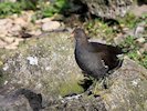 Moorhen (WWT Slimbridge 05/10/17) ©Nigel Key