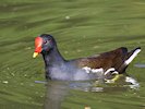 Moorhen (WWT Slimbridge 05/10/17) ©Nigel Key