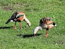 Orinoco Goose (WWT Slimbridge October 2017) - pic by Nigel Key