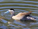 Puna Teal (WWT Slimbridge October 2017) - pic by Nigel Key