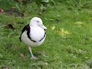 Radjah Shelduck (WWT Slimbridge October 2017) - pic by Nigel Key