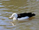 Radjah Shelduck (WWT Slimbridge 05/10/17) ©Nigel Key