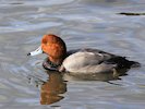 Redhead (WWT Slimbridge October 2017) - pic by Nigel Key