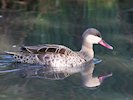 Red-Billed Teal (WWT Slimbridge 05/10/17) ©Nigel Key