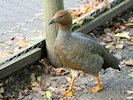 Ruddy-Headed Goose (WWT Slimbridge 05/10/17) ©Nigel Key