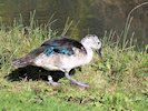 Comb Duck (WWT Slimbridge 05/10/17) ©Nigel Key