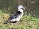 Comb Duck (WWT Slimbridge 05/10/17) ©Nigel Key