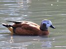 South African Shelduck (WWT Slimbridge 05/10/17) ©Nigel Key