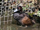 Southern Pochard (WWT Slimbridge October 2017) - pic by Nigel Key