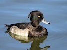 Tufted Duck (WWT Slimbridge 05/10/17) ©Nigel Key