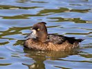 Tufted Duck (WWT Slimbridge 05/10/17) ©Nigel Key