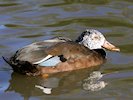 White-Winged Duck (WWT Slimbridge October 2017) - pic by Nigel Key