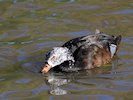 White-Winged Duck (WWT Slimbridge 05/10/17) ©Nigel Key