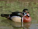 American Wood Duck (WWT Slimbridge 13/03/17) ©Nigel Key