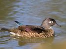 American Wood Duck (WWT Slimbridge 13/03/17) ©Nigel Key