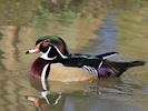 American Wood Duck (WWT Slimbridge 13/03/17) ©Nigel Key