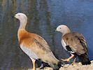 Ashy-Headed Goose (WWT Slimbridge March 2017) - pic by Nigel Key