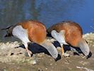 Ashy-Headed Goose (WWT Slimbridge March 2017) - pic by Nigel Key