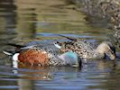 Australian Shoveler (WWT Slimbridge March 2017) - pic by Nigel Key