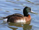 Baer's Pochard (WWT Slimbridge 13/03/17) ©Nigel Key