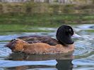 Black-Headed Duck (WWT Slimbridge March 2017) - pic by Nigel Key