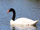 Black-Necked Swan (WWT Slimbridge 13/03/17) ©Nigel Key