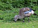 Blue-Winged Goose (WWT Slimbridge March 2017) - pic by Nigel Key