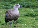 Blue-Winged Goose (WWT Slimbridge March 2017) - pic by Nigel Key