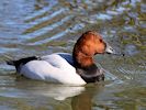 Canvasback (WWT Slimbridge March 2017) - pic by Nigel Key