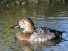 Canvasback (WWT Slimbridge 13/03/17) ©Nigel Key