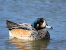 Chiloe Wigeon (WWT Slimbridge 13/03/17) ©Nigel Key