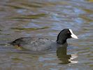 Coot (WWT Slimbridge 13/03/17) ©Nigel Key