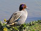 Eurasian Teal (WWT Slimbridge 13/03/17) ©Nigel Key