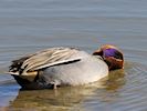 Eurasian Teal (WWT Slimbridge March 2017) - pic by Nigel Key