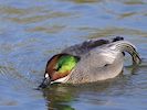 Falcated Duck (WWT Slimbridge March 2017) - pic by Nigel Key