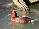 Ferruginous Duck (WWT Slimbridge 13/03/17) ©Nigel Key