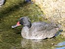 Freckled Duck (WWT Slimbridge March 2017) - pic by Nigel Key