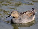 Gadwall (WWT Slimbridge March 2017) - pic by Nigel Key