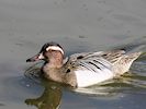 Garganey (WWT Slimbridge 13/03/17) ©Nigel Key