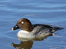 Goldeneye (WWT Slimbridge 13/03/17) ©Nigel Key