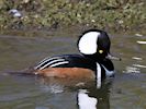 Hooded Merganser (WWT Slimbridge 13/03/17) ©Nigel Key